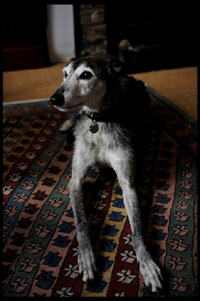 David's dog Bruno, named after Giordano Bruno. Photograph © Sarah Lee, 2008.